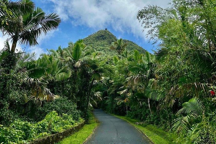 Explore El Yunque National Forest Guided Nature Adventure