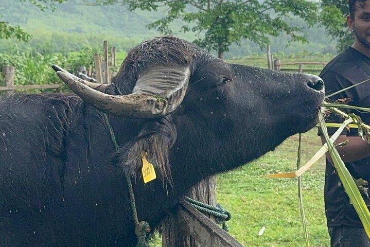 Laos Buffalo Dairy Tours Interagir, aprender e saborear sabores frescos