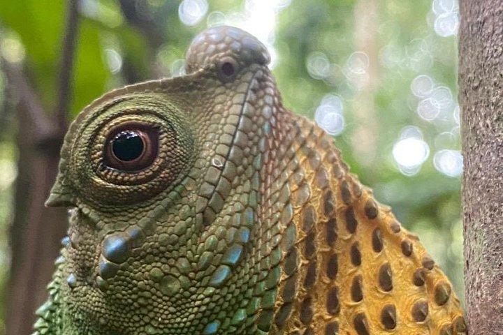 Sinharaja Rainforest Trek with Guide and Lunch