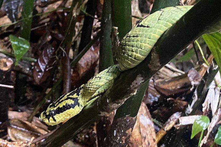 Sinharaja Rainforest Trek with Guide and Lunch