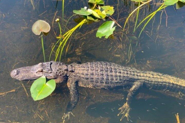 Miami : Promenade privée de 60 minutes en hydroglades