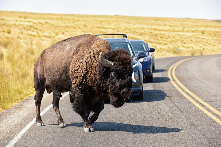 Hoteller i nærheden af Antelope Island Wildlife Expedition Great Salt Lake Adventure