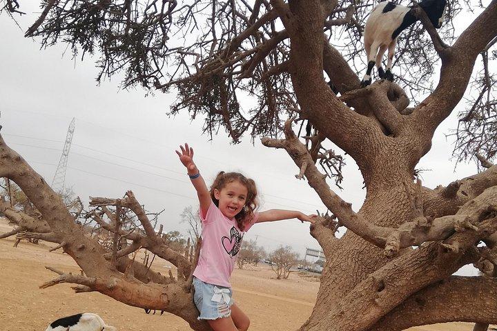 Goat on Tree and Cable Car Experience with Agadir Market