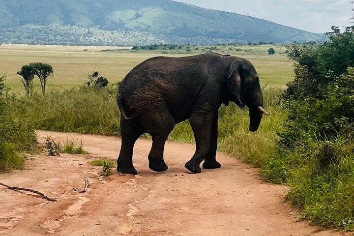 アカゲラ国立公園の野生動物発見の終日サファリ