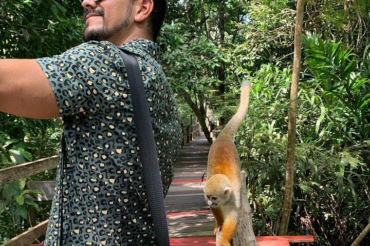 アマゾンジャングルアドベンチャー野生動物文化とピンクイルカ3日間