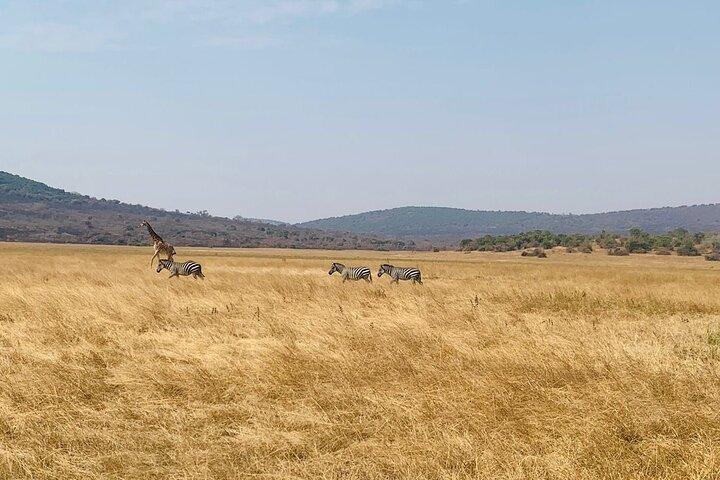 Akagera National Park Wildlife Experience