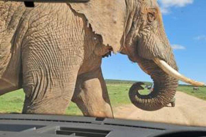 Excursión privada en safari por el parque nacional Addo Elephant