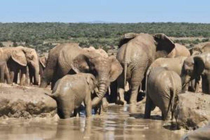 Excursión privada en safari por el parque nacional Addo Elephant
