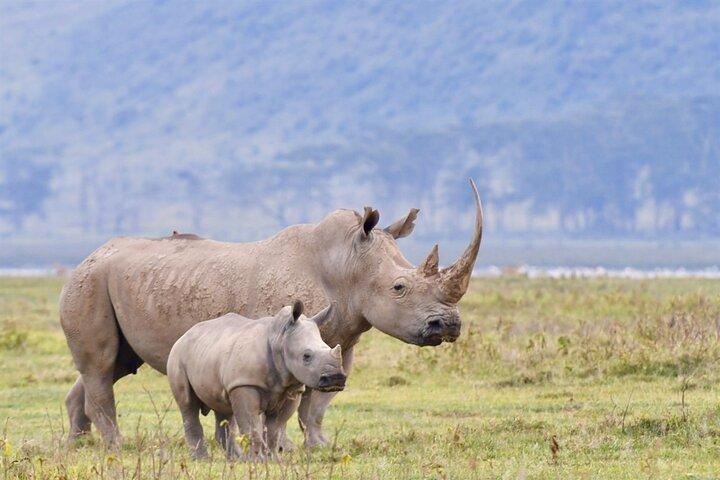 6 giorni Masai Mara nei parchi nazionali del lago Nakuru e Amboseli
