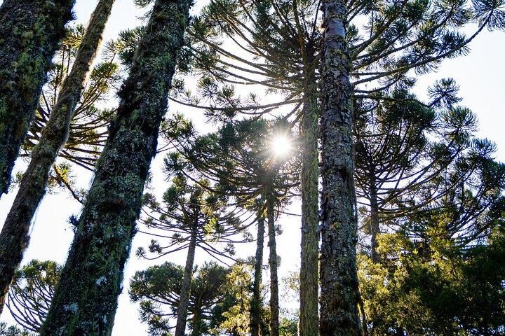 Bilhete Caracol Park