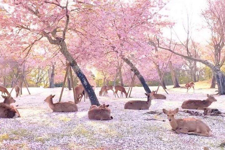 奈良鹿公園・伏見稲荷・嵐山竹林日帰りツアー