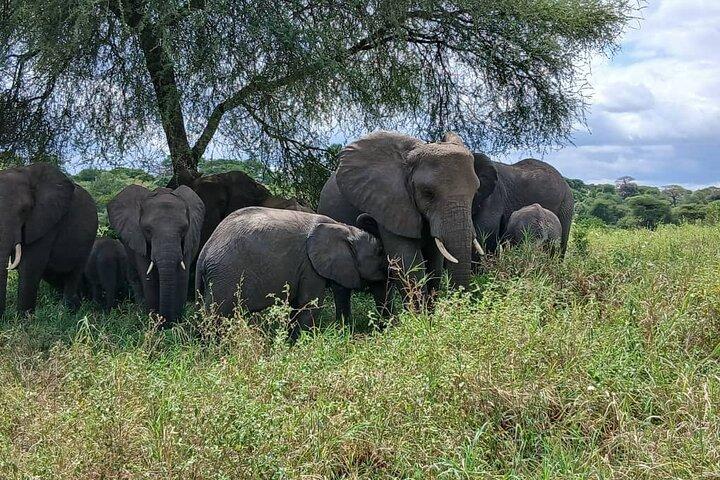 7 Días Tanzania Safari Aventura Serengeti y Ngorongoro