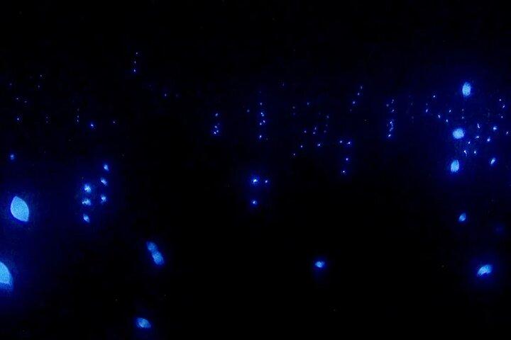 Bioluminescence Snorkel Boat Tour em Klein Bonaire