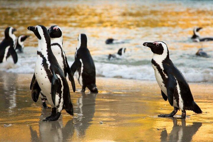 Excursion d'une demi-journée à Boulders Beach Penguin et Cape
