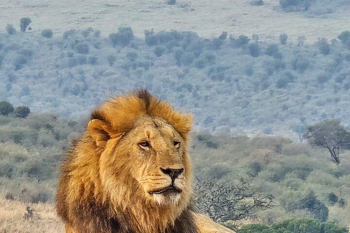 3 dage Masai Mara privat midt i luksus safari