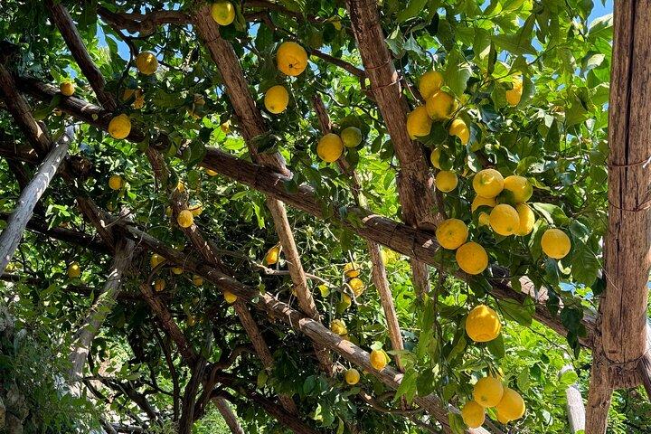Amalfi : Tour Biologico del Limone + Limoncello + Miele + Degustazioni di Vini