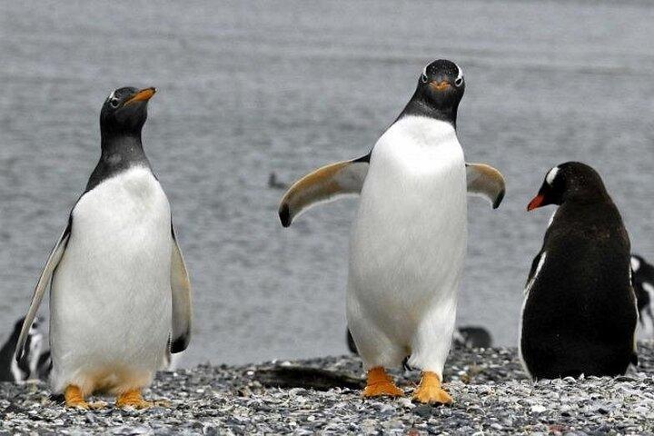 Pingvinpromenad i Ushuaia