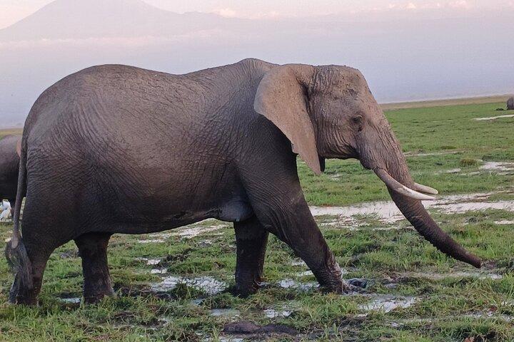 Zweitägige Maasai Mara Führung