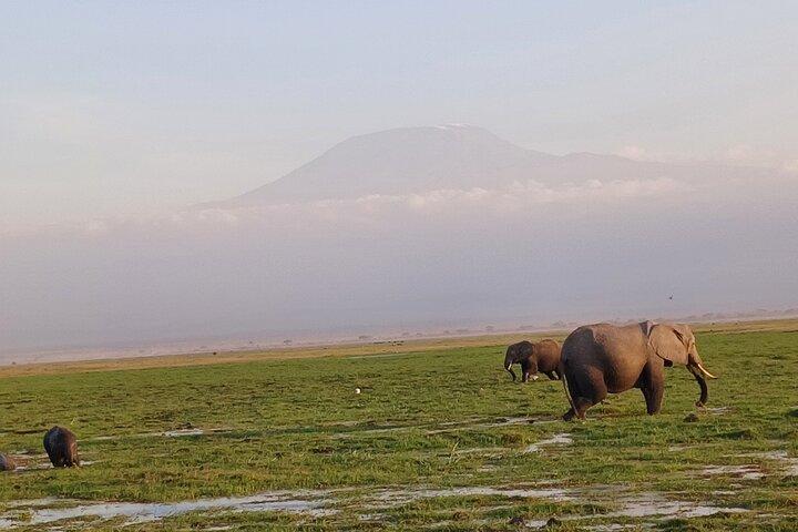 Zweitägige Amboseli-Tour