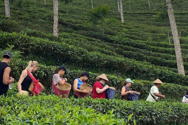 Descubrimiento privado de Tea Village de medio día con almuerzo en Yogyakarta