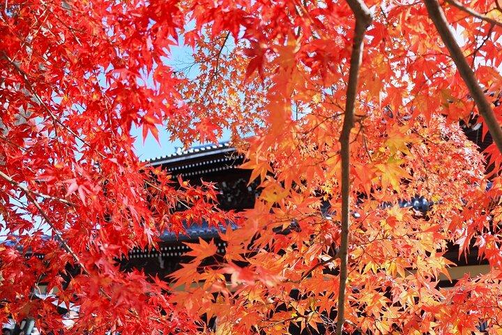 Hoteller i nærheden af Kyoto Autumn Foliage Private Car Tour Temples and Gardens