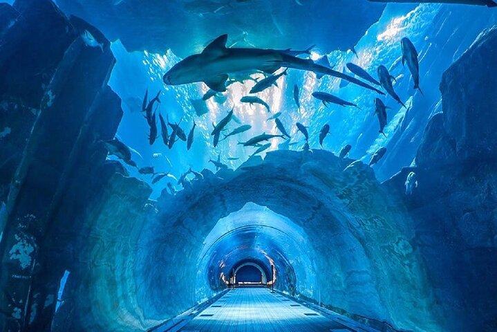 Dubai Aquarium og Underwater Zoo billet med fuld adgang mulighed
