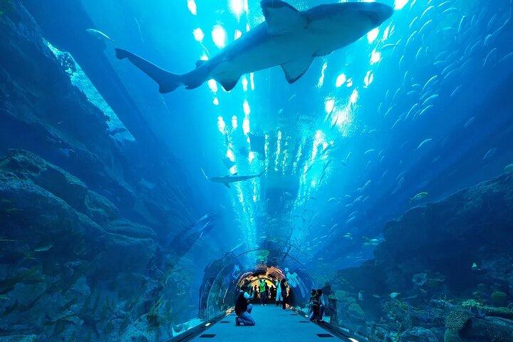 ドバイ水族館と水中動物園のチケット（フルアクセスオプション付き）