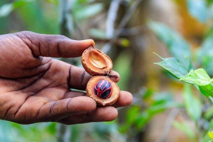Zanzibar Spice Farm e Stone Town Tour