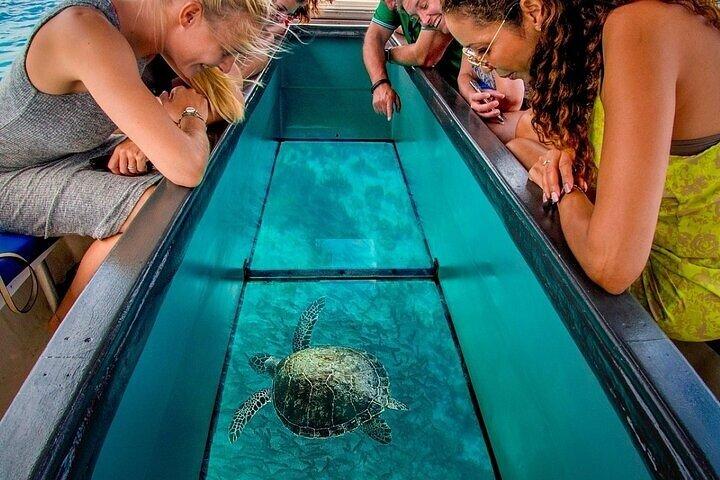 Passeio de barco de vidro de 1 hora com transporte – Sharm El Sheikh