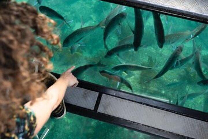 Paseo en barco de vidrio 1 hora con transporte – Sharm El Sheikh
