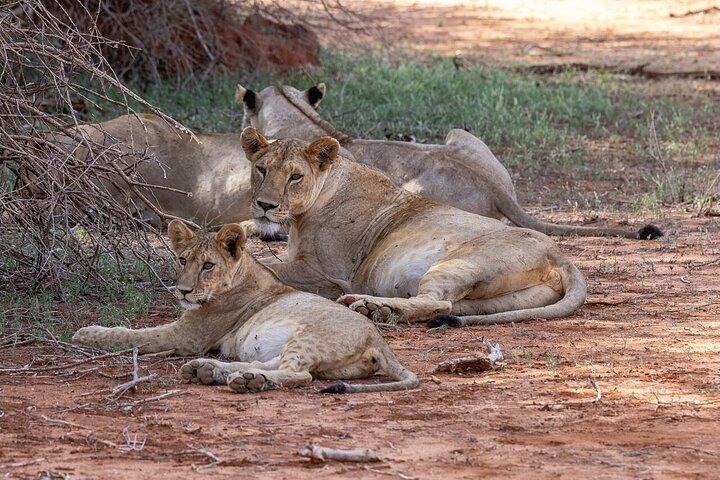 Utforska Amboseli och Tsavo Private 5 - Day Adventure