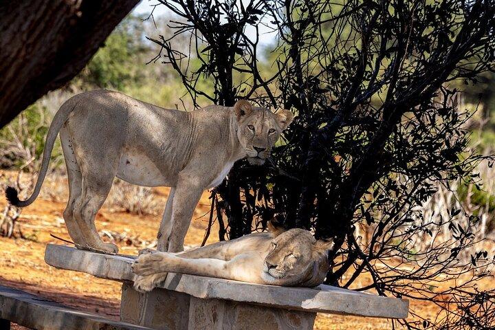 Explore Amboseli e Tsavo Private 5 - Dia de Aventura