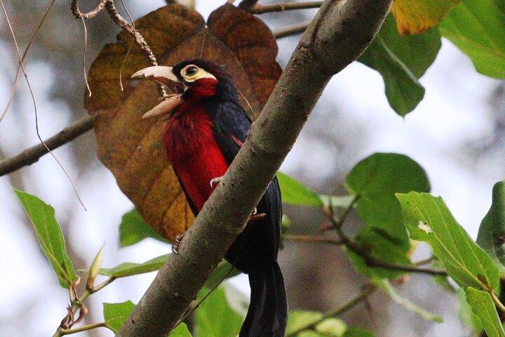 Birdwatching eventyr en dag i Kigali Rwanda