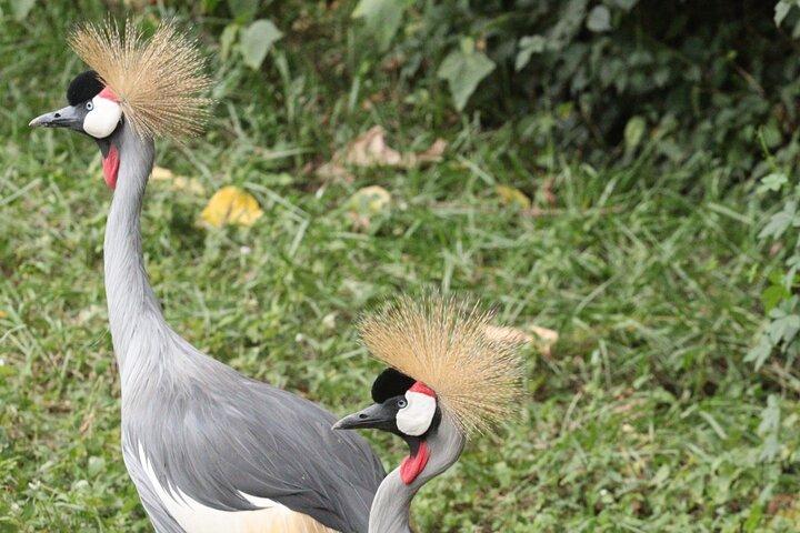 Birdwatching eventyr en dag i Kigali Rwanda