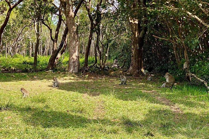 Mauritius South Highlights – Chamarel & Nature Wonders