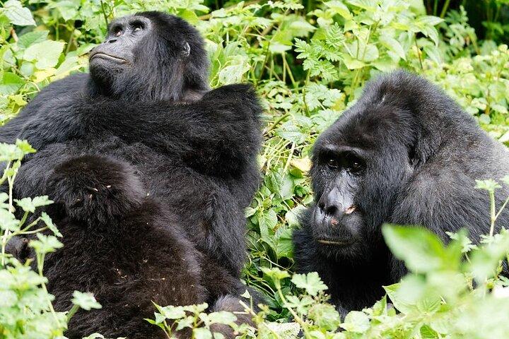 3 dias Gorilla Trekking Safari em Bwindi