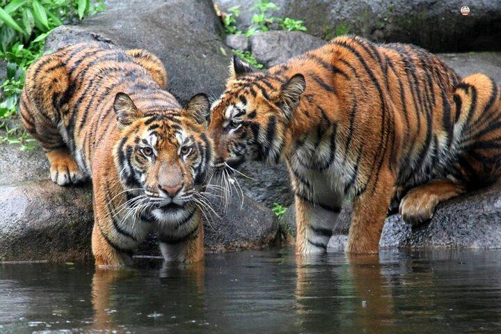 ジム・コーベット国立公園を巡るゴールデン・トライアングル・ツアー8日間