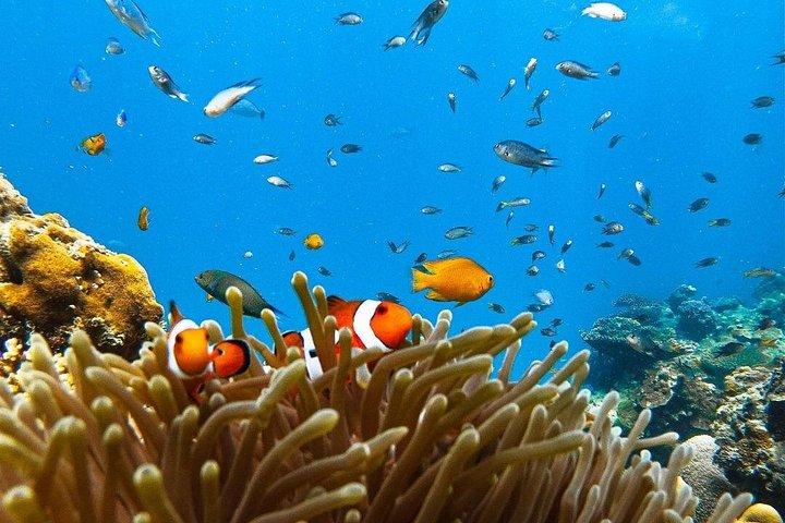 Phi Phi Îles Hors-bord Aventure au départ de Krabi