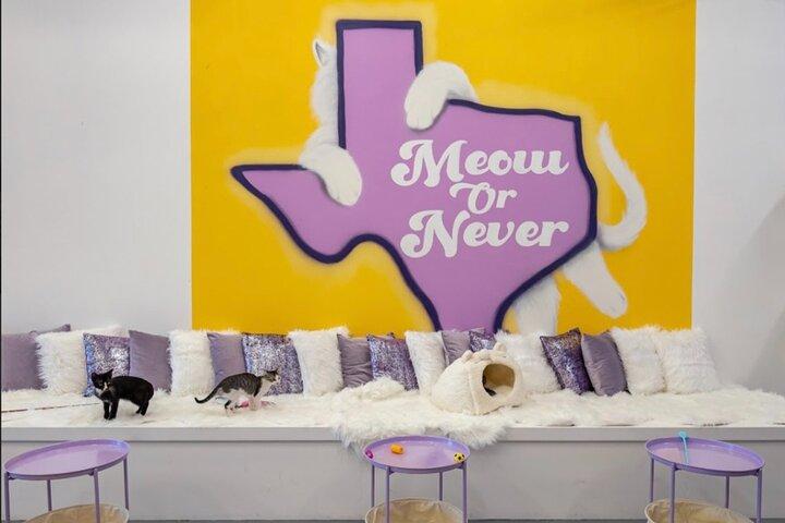 Ultimate cat experience at Austin's cat cafe