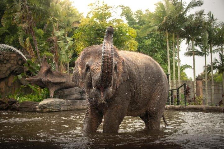 Australien Zoo Private Gruppentour ab Brisbane
