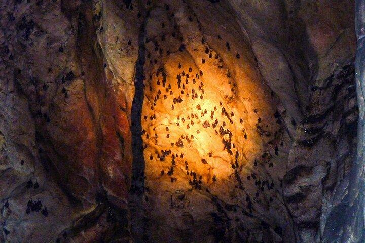 Sandakan: Gomantong Cave Echoes og Kinabatangan Cruise