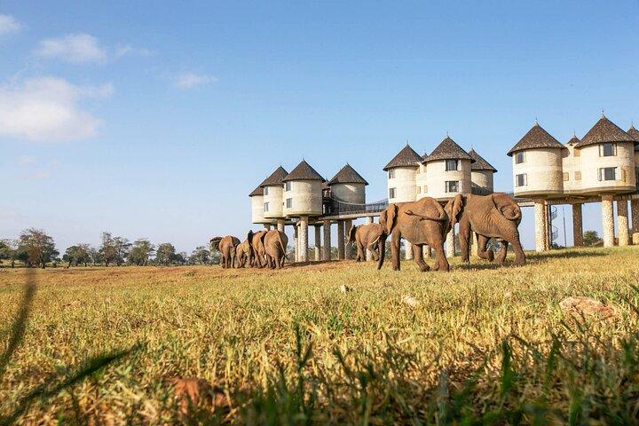 2 dagar 1 natt Saltlick Lodge privat safari från Diani Beach