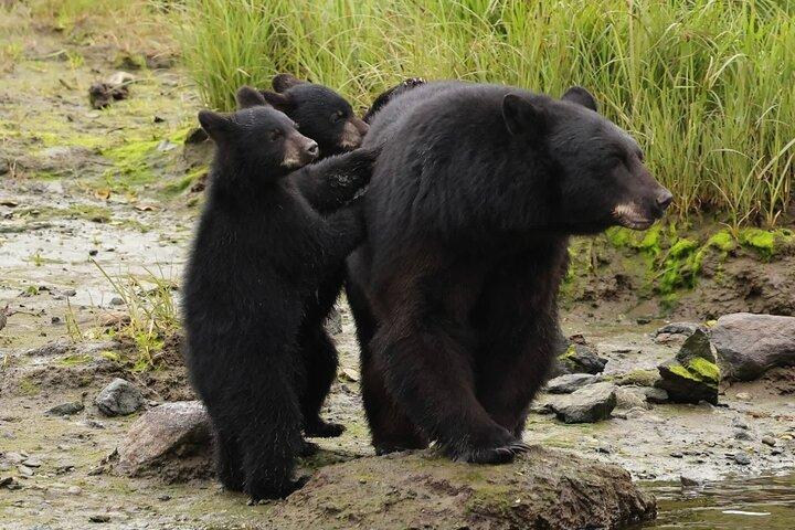 Alaska Wildlife Safari og sightseeing tur