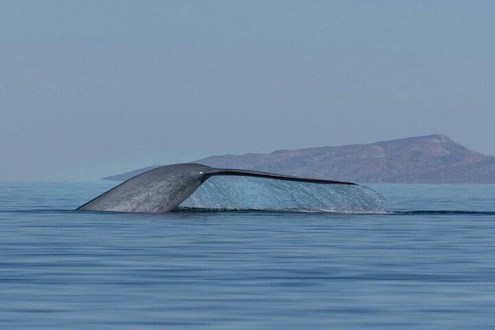 Whale Watching Adventure in Loretos Sea of Cortez