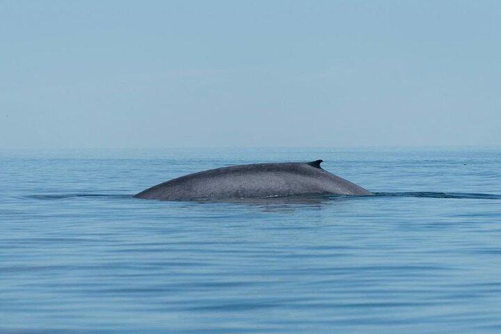 コルテス島のロレートス海でホエールウォッチングアドベンチャー