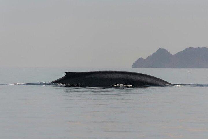 コルテス島のロレートス海でホエールウォッチングアドベンチャー