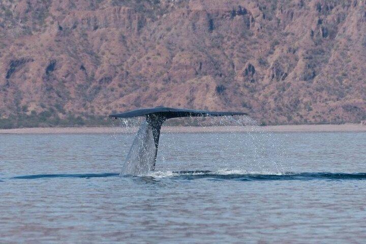 コルテス島のロレートス海でホエールウォッチングアドベンチャー