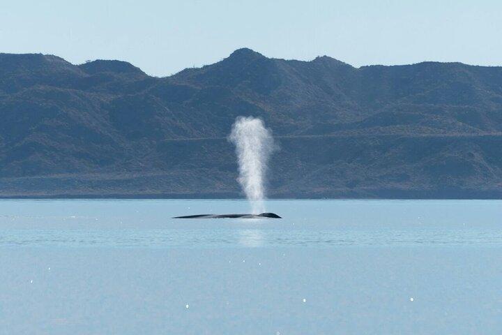 コルテス島のロレートス海でホエールウォッチングアドベンチャー