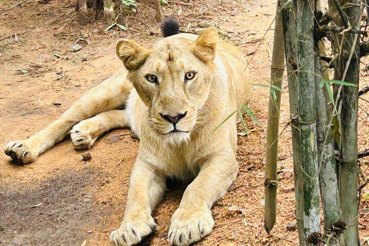 Explore o lado selvagem de Bangalore – um Safari exclusivo de Bannerghatta!