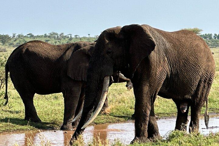 Dagtrip naar de Ngorongoro-krater